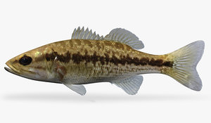 3ds max micropterus punctulatus spotted bass