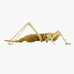 3d model grasshopper grass hopper