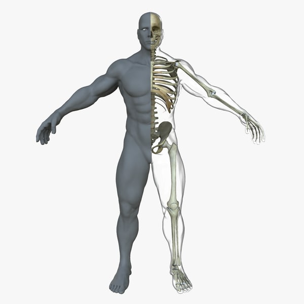 3d male skeleton skin body
