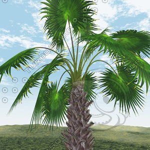3d mexican fan palm