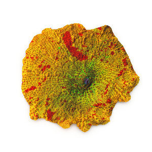 jawbreaker mushroom coral 3d model
