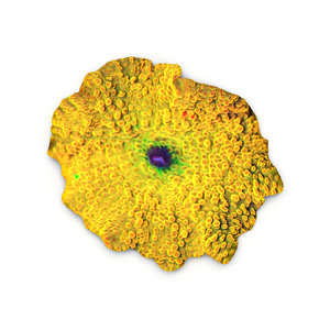 3d yellow discosoma mushroom coral