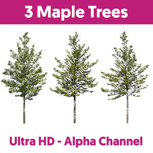 3 Maple Trees HD