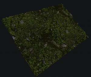 rock moss