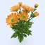 3d model orange chrysanthemum