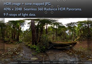 STREAM IN A REDWOOD FOREST, 360 PANORAMA #151