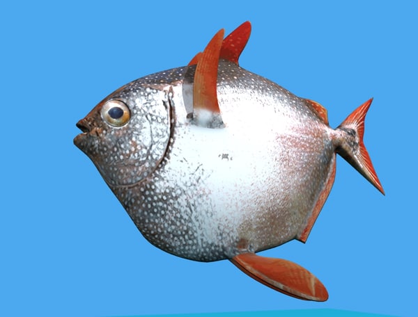 opah fish 3d max