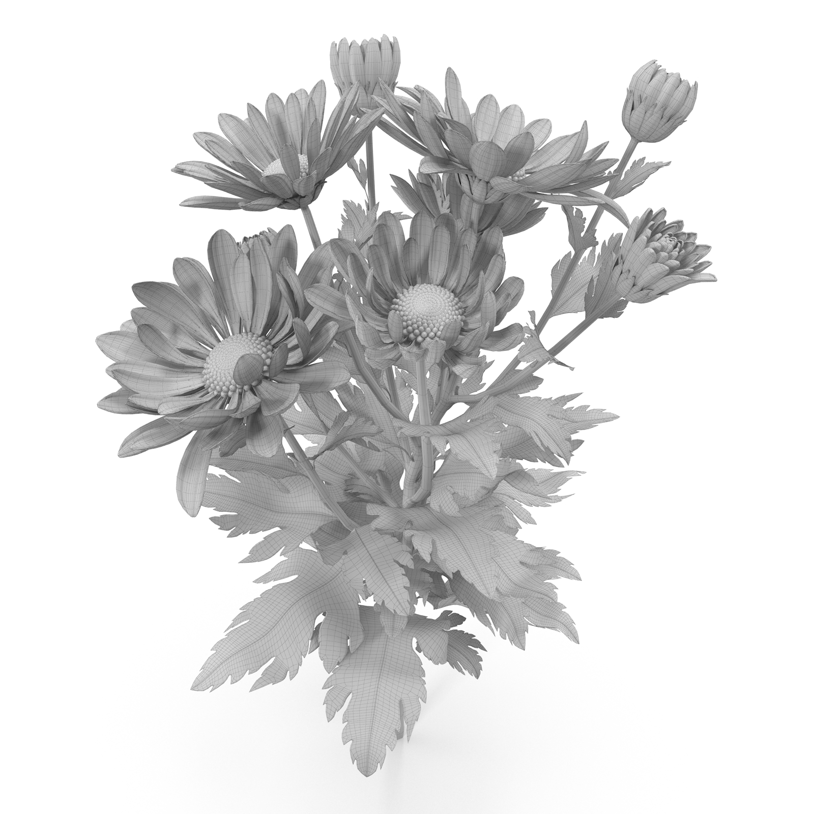 3d Pink Chrysanthemum Model