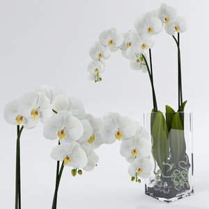3d model realistic orchids