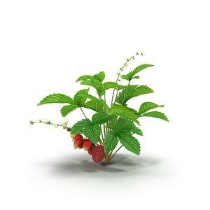 3d max strawberry bush