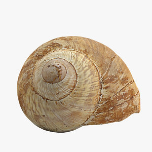 realistic snail shell 3d model