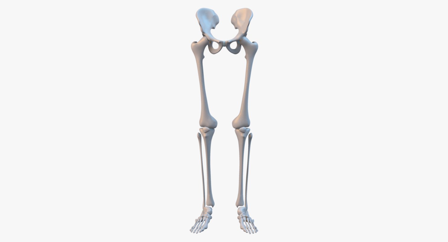 3d leg skeleton model