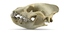 3d model hyena skull animations
