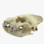 3d model hyena skull animations