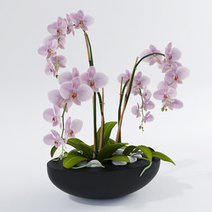 realistic orchids 3ds