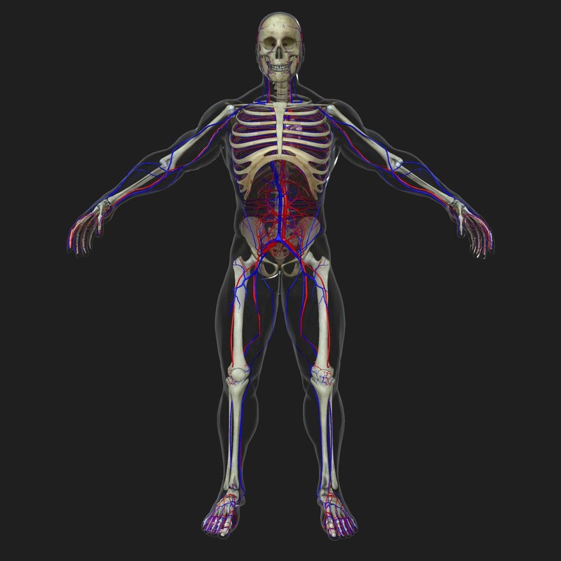 3d model circulatory skeleton veins body character
