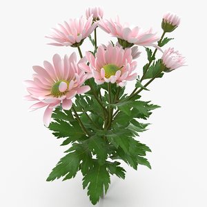 3d pink chrysanthemum model