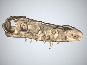 3d realistic prehistoric skull model