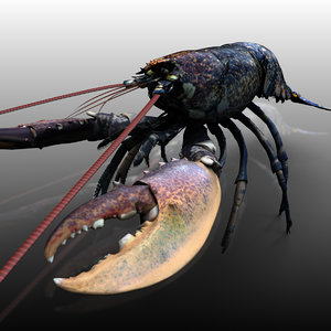 lobster arnold 3d xsi
