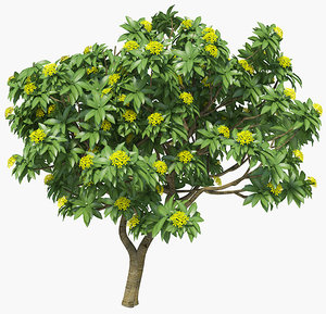 3ds max plumeria frangipani tropical trees