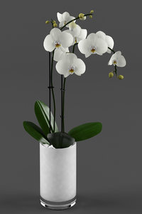 3d model white orchids glass pot