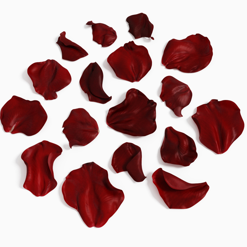 x realistic rose petals