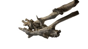 branch rotten wood 3d model