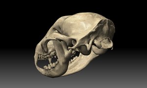 raccoon skull 3d model