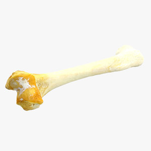 bone animation 3d model