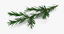 3d pine tree sprig