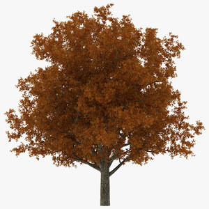 white oak tree autumn 3d model