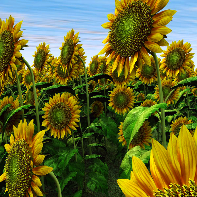 sunflower helianthus plants 3d model