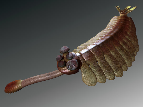 オパビニア3dモデル Turbosquid