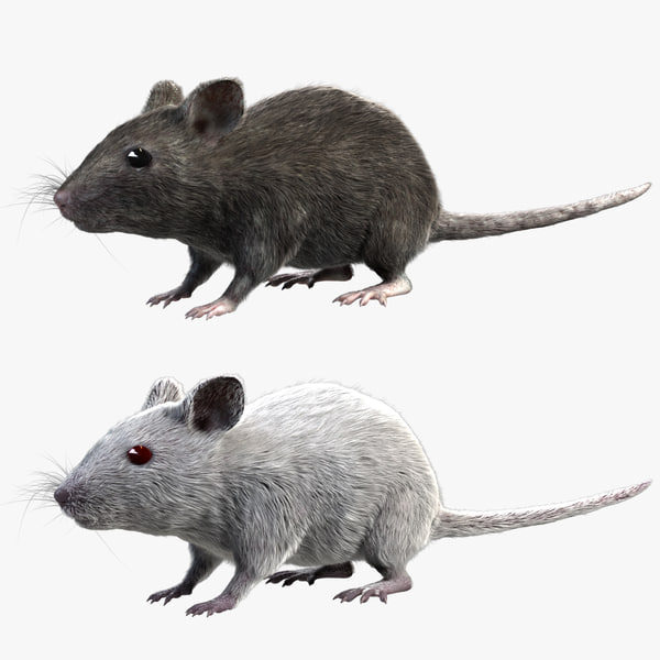 Модели мышей. Домовая мышь. Мышь 3d модель. Крыса макет. Домовая мышь окрасы.
