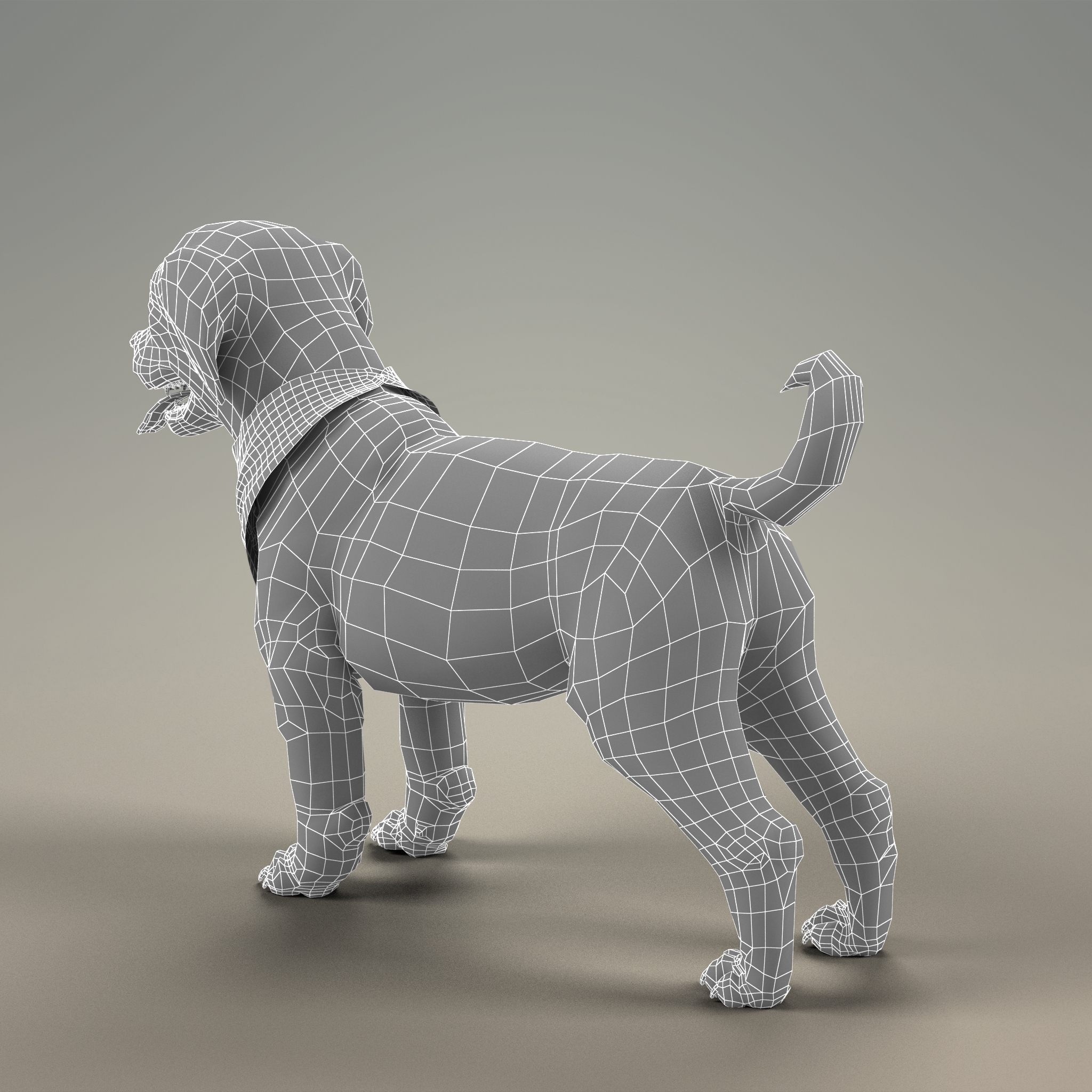 与毛皮的山狗小狗3d模型