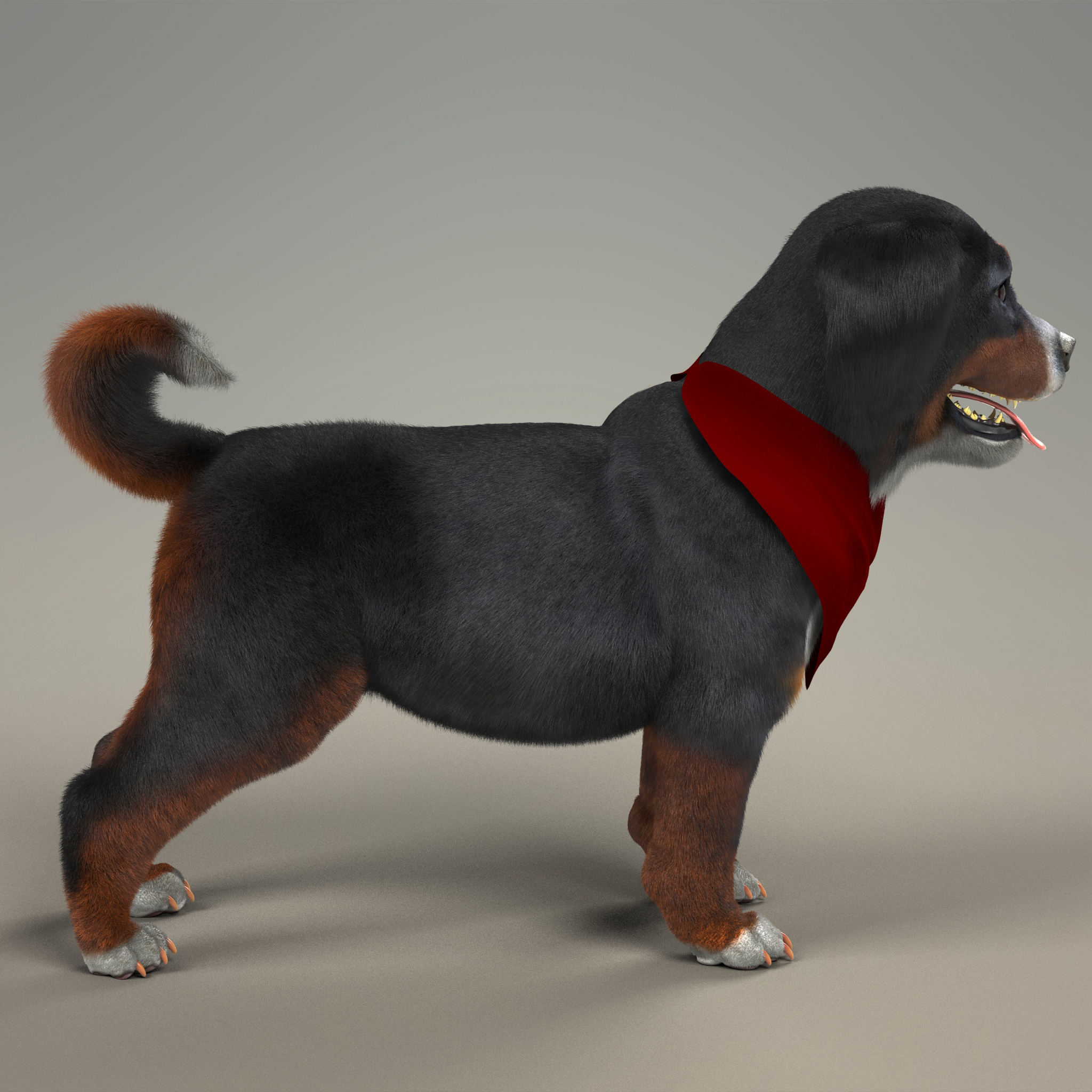 与毛皮的山狗小狗3d模型