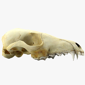 realistic fox skull 3d model