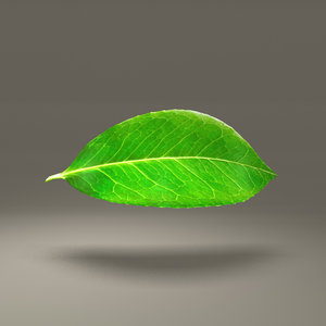 green leaf 3d obj