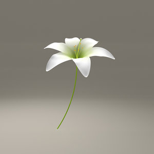 lilly blooming 3d obj