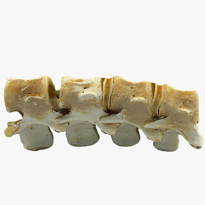 3d model realistic animal spine