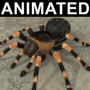 3d mexican tarantula animation model