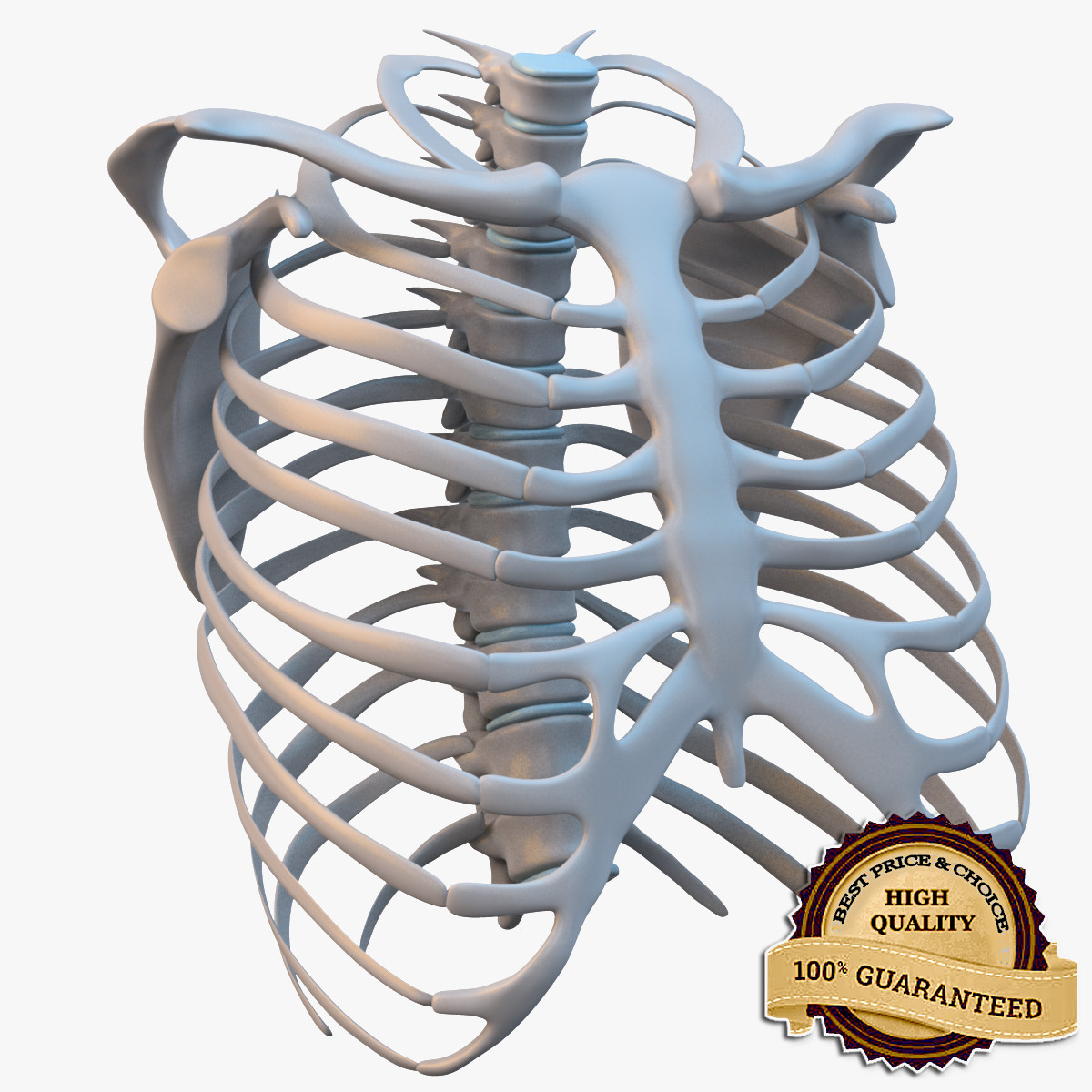 3d model ribcage complete