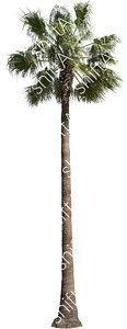 Palm Tree HD 02