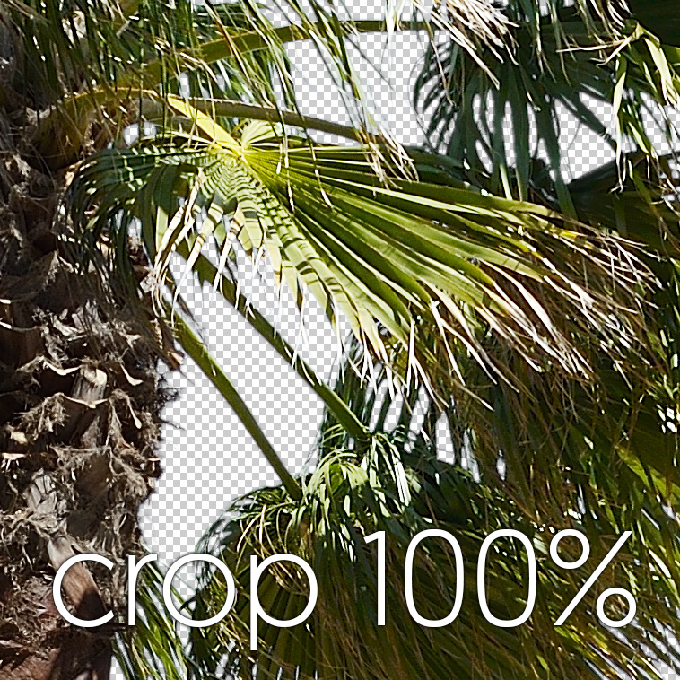 Texture palm tree palmier