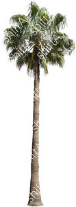 Palm Tree HD 03