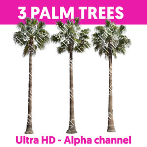 3 Palm Trees HD