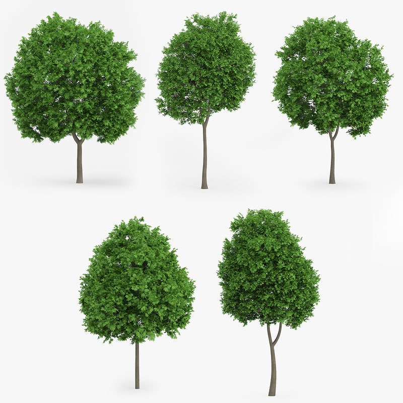 3d Model Of Norway Maple Trees