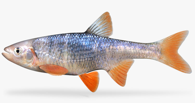 lythrurus umbratilis redfin shiner 3d model