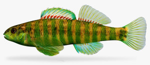 etheostoma zonale banded darter 3d ma