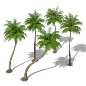 fbx coconut palms